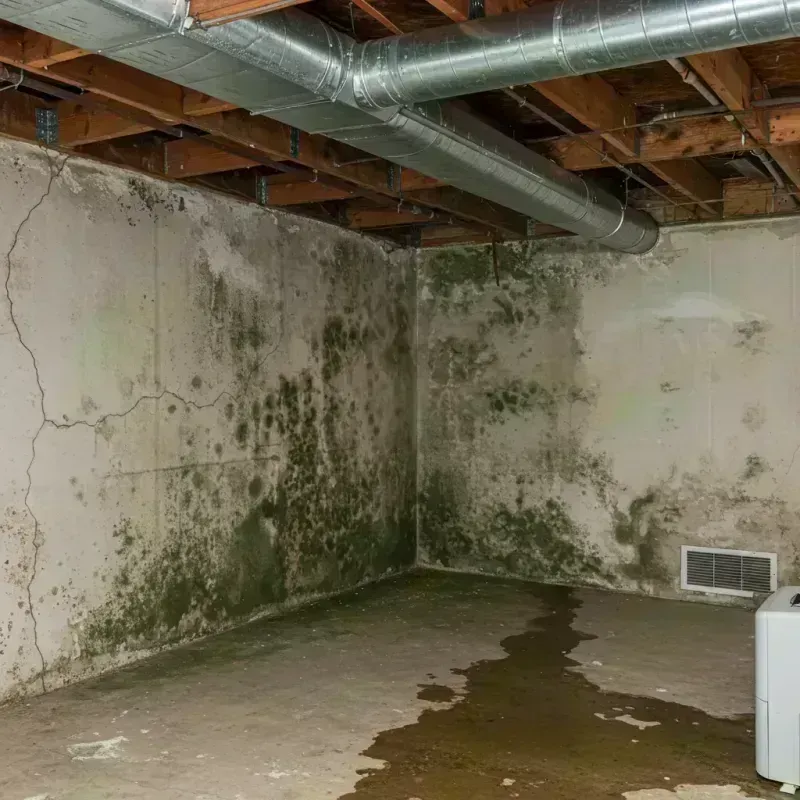 Professional Mold Removal in Bloomfield, KY